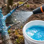 Ябълковите дървета ще ви се отблагодарят със силна реколта след едно пролетно третиране с меден сулфат yabalkovite-darveta-shte-vi-se-otblagodaryat-sas-silna-rekolta-sled.png