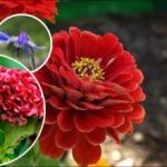 Ярки цветни лехи за кратко време: кои бързорастящи цветя да