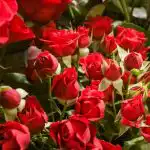 Защо да добавяме захар във водата за отрязани цветя: съживяване на букети с помощта на науката zashto-da-dobavyame-zahar-vav-vodata-za-otryazani-tsvetya-sazhivyavane.jpg