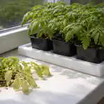 Защо доматите на перваза на прозореца губят цвета си и стават почти прозрачни zashto-domatite-na-pervaza-na-prozoretsa-gubyat-tsveta-si-i.png