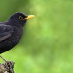 Защо градината ви може да привлича косове: какви са ползите