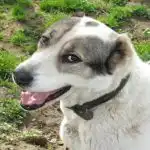 Защо кучето трябва да яде трева навън, ако е хищник: ветеринарите развенчават един голям мит zashto-kucheto-tryabva-da-yade-treva-navan-ako-e-hishtnik.jpg