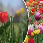 Защо лалетата растат, но не цъфтят: какво трябва да направите