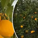 Защо не плод лимон Майер: основните тайни на грижата