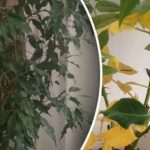 Защо падат листата на цветята - 7 скрити причини, за