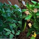 Защо ранната сеитба на чушки намалява добивите: обяснение на агрономите Защо ранната сеитба на чушки намалява добивите: обяснение на агрономите