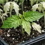 Защо разсадът на доматите бледнее при високи температури zashto-razsadat-na-domatite-blednee-pri-visoki-temperaturi.png