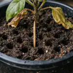 Защо разсадът от патладжан изведнъж изсъхва в саксиите и как да го спасим за една вечер zashto-razsadat-ot-patladzhan-izvednazh-izsahva-v-saksiite-i-kak.png