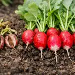 Защо репичките ви са горчиви и как да отгледате хрупкава реколта още през април zashto-repichkite-vi-sa-gorchivi-i-kak-da-otgledate-hrupkava.png