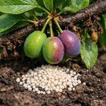 Защо сливите пускат яйчниците си и как калият спасява реколтата през пролетта zashto-slivite-puskat-yaychnitsite-si-i-kak-kaliyat-spasyava-rekoltata.png