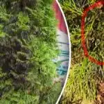 Защо туите внезапно почерняват: как да спасим дърветата след зимата