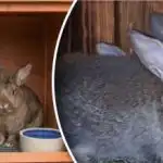 Защо зайците не наддават на тегло: три основни причини