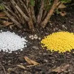 Защо зюмбюлът внезапно пожълтява и изсъхва веднага след брането на плодове zashto-zyumbyulat-vnezapno-pozhaltyava-i-izsahva-vednaga-sled-braneto-na.png