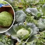 "Жив купол" за зеле: съседи в лехата, които помагат за