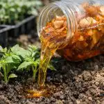 Златото от кофите за боклук ще спаси реколтата ви тази пролет zlatoto-ot-kofite-za-bokluk-shte-spasi-rekoltata-vi-tazi.png