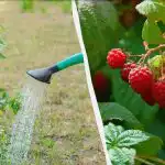 4 най-добри тора за малини през пролетта: по една кофа