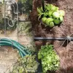 Автоматично напояване на зеленчукова градина и градина със собствените си