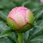 Безопасен начин за изчистване на мравки от пъпките на божура за един ден bezopasen-nachin-za-izchistvane-na-mravki-ot-papkite-na-bozhura.png