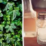 Бръшлянът няма да оцелее: 2 кухненски средства за стотинки, които действат за няколко дни Бръшлянът няма да оцелее: 2 кухненски средства за стотинки, които