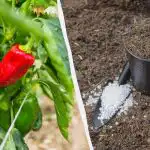 Чушките ще се вкоренят за по-малко от седмица: Какъв тор да добавите в дупката Чушките ще се вкоренят за по-малко от седмица: Какъв тор