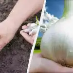 Добавям лъжица тор в ямата за чесън: главите израстват с