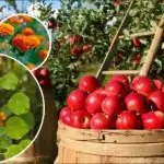 Добивите ще се умножат: какво е най-добре да засадите около