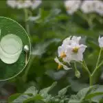 Един тон картофи от един хектар: разкрит интелигентен метод на засаждане Един тон картофи от един хектар: разкрит интелигентен метод на