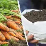 Една добавка и морковите ви ще бъдат като от магазина: