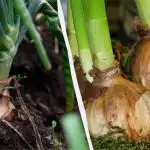 Една грешка - и лукът ще изгние: кога и как