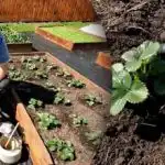 Еднократно поливане - защита на ягодите от вредители и кореново