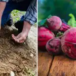 Градинарите го слагат в дупката, когато засаждат цвекло: то расте