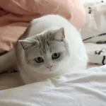 Хората, които пускат животни в леглата си, имат една обща черта. horata-koito-puskat-zhivotni-v-leglata-si-imat-edna-obshta.webp.webp