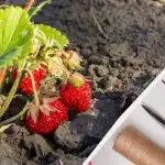 Хората правят тези грешки постоянно, когато се грижат за ягодите: