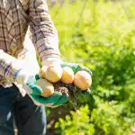 Къде да засадим картофи в зеленчуковата градина: те ще дадат