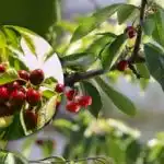 Как да подхранваме черешите за сладки и едри плодове: рекордната