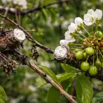 Как да спасим реколтата, ако черешовото дърво откаже да плододава през пролетта заради коварната монилиоза kak-da-spasim-rekoltata-ako-chereshovoto-darvo-otkazhe-da-plododava.png