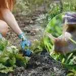 Как да спрем нашествието на охлюви през пролетта: едно средство