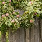 Как да увеличим реколтата от ябълки: градинарите назовават 8 растения,