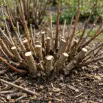 Как правилната пролетна резитба на змийското мляко осигурява рекордна реколта от плодове kak-pravilnata-proletna-rezitba-na-zmiyskoto-mlyako-osiguryava-rekordna-rekolta.png