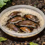 Как с обикновена бира да прогоните охлювите от парцела kak-s-obiknovena-bira-da-progonite-ohlyuvite-ot-partsela.png