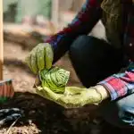 Какво да се засажда през април в открития терен, оранжерията и разсада: справка за дачата Какво да се засажда през април в открития терен, оранжерията