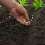 Какво да засадим през април: 5 най-устойчиви зеленчука за променлив климат Какво да засадим през април: 5 най-устойчиви зеленчука за променлив