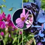 Какво да засадим през април: седем цветя, които ще превърнат градината ви в цветна приказка Какво да засадим през април: седем цветя, които ще превърнат