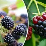 Къпините ще се събудят и ще ви се отблагодарят с