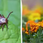 Кърлежите ще избягат от градината ви, ако засадите тези цветя