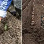 Картофите ще дадат рекордна реколта: на какво разстояние трябва да