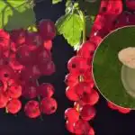 Касисът ще бъде с размерите на череши: какво да сложите