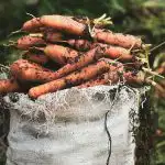 Кога да сеем моркови през пролетта, за да събираме реколтата