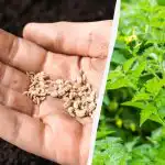 Кога да засаждаме домати през април: дати според лунния календар