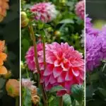 Кога да засаждаме гергини в Украйна: срокове и идеални сортове